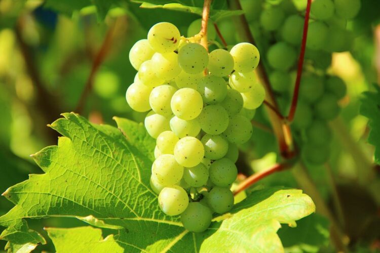 Ile kcal ma 1 kg winogron? | 1 kg winogron kcal