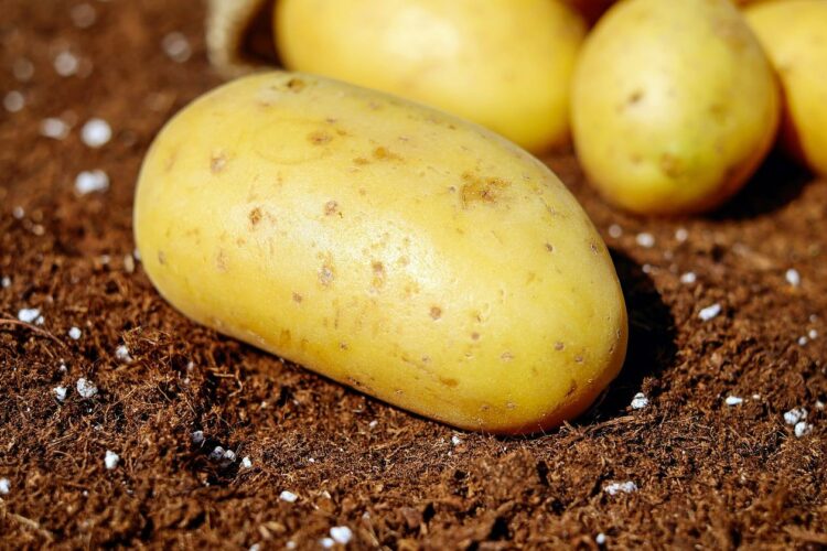 Ile kcal ma 1 ziemniak? | 1 ziemniak kcal