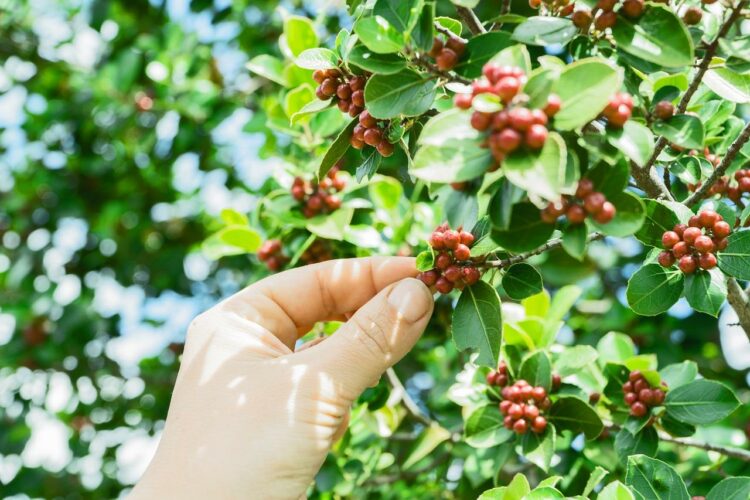 Ile kcal ma 100 g fasolki szparagowej? | 100 g fasolki szparagowej kcal