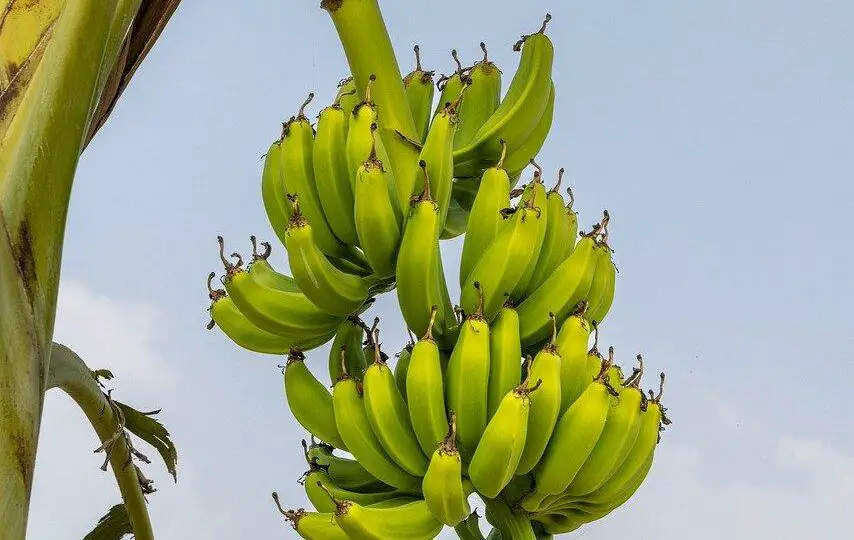Ile kcal ma banan? | banan kcal