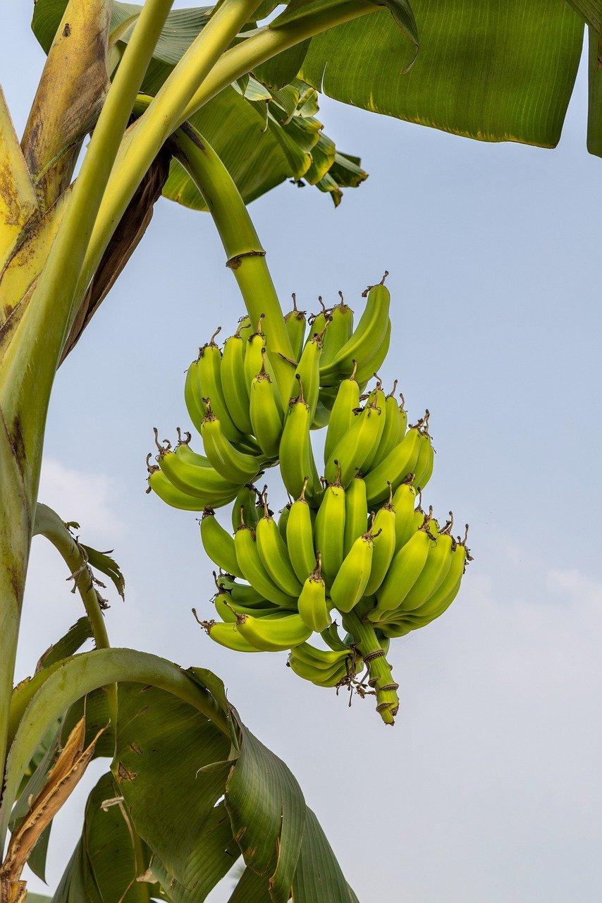 Ile Kcal Ma Banan Banan Kcal Kalorynka pl Dieta Odchudzanie ile-kcal-ma-banan-banan-kcal-kalorynka-pl-dieta-odchudzanie