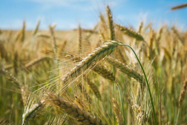 Ile kcal ma bulka zytnia? | bulka zytnia kcal