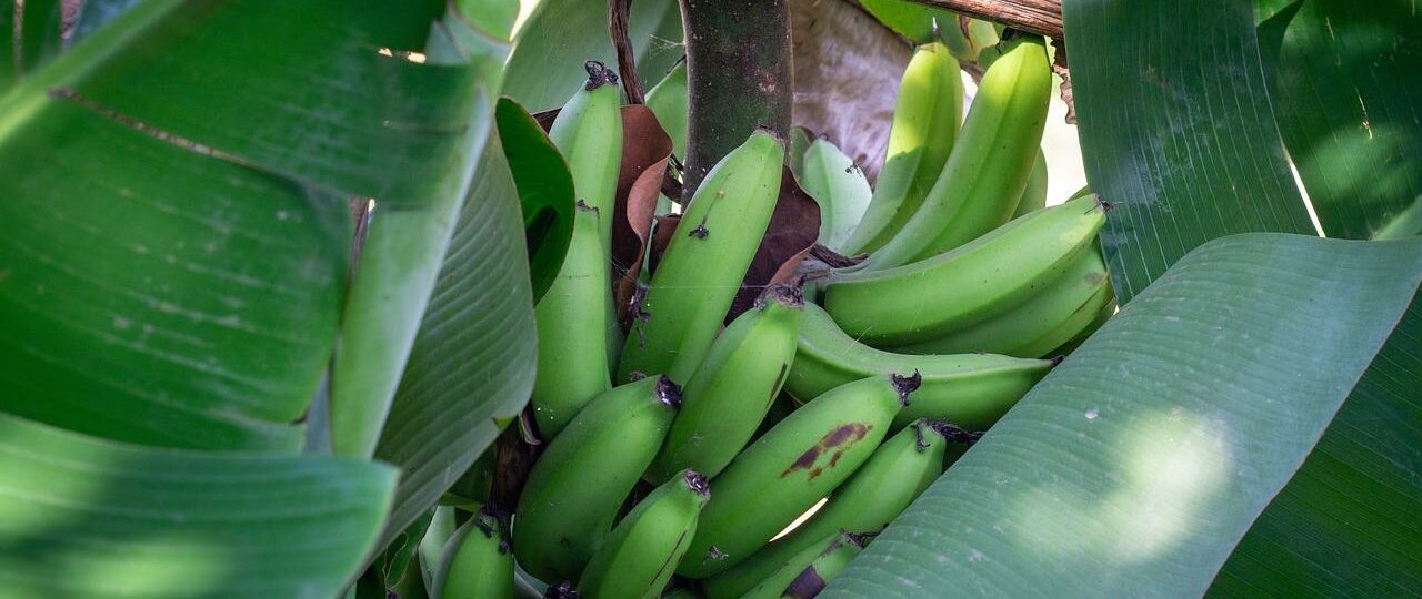 Ile kcal ma duży banan? | duży banan kcal