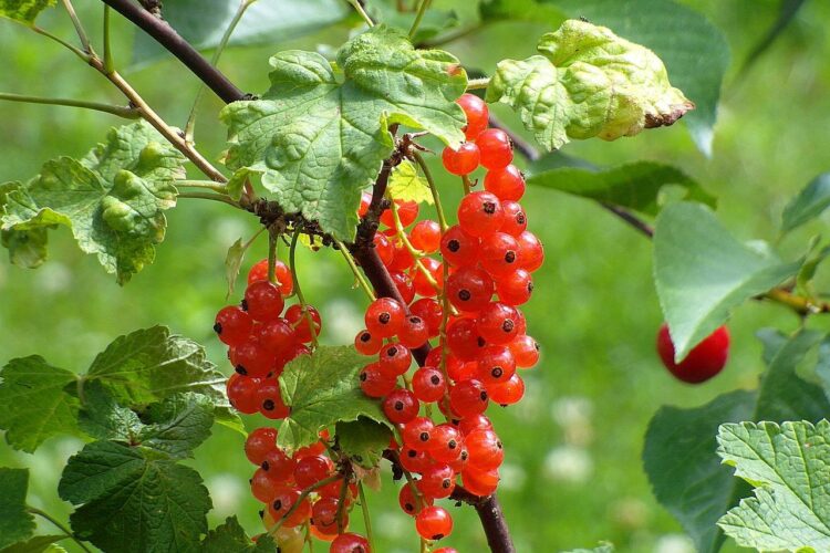 Ile kcal ma gofr z owocami? | gofr z owocami kcal
