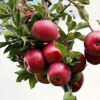 Ile kcal ma jablko czerwone? | jablko czerwone kcal