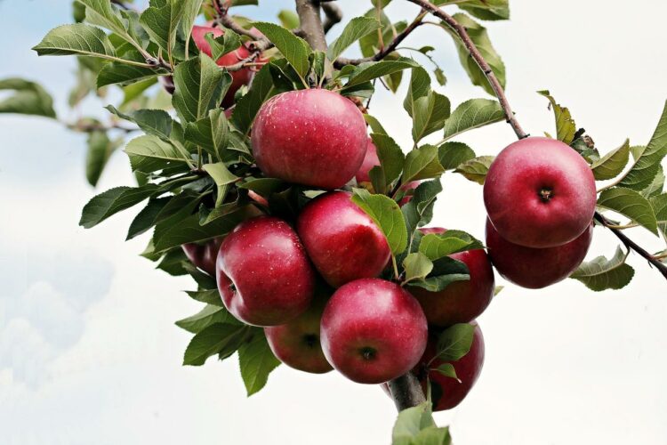Ile kcal ma jablko czerwone? | jablko czerwone kcal