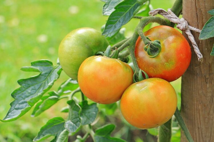 Ile kcal ma jabłko surowe? | jabłko surowe kcal