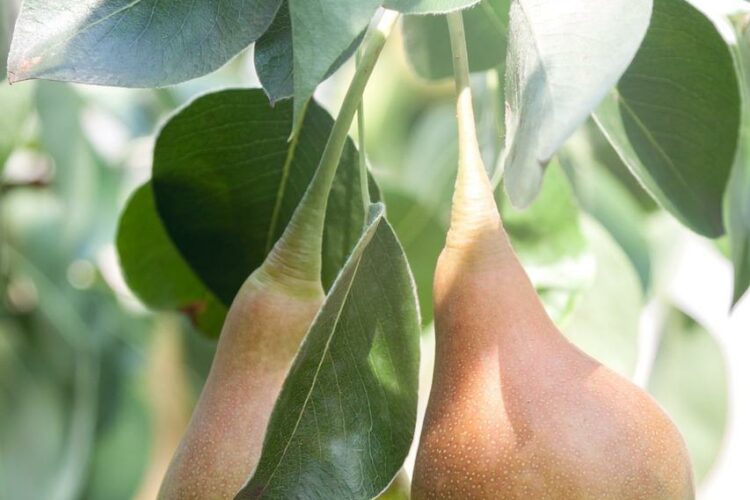 Ile kcal ma jedna gruszka? | jedna gruszka kcal