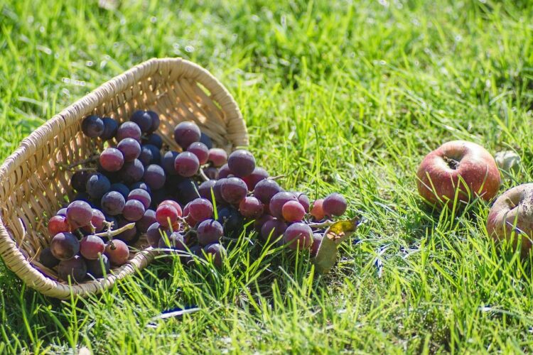 Ile kcal ma jedno winogrono? | jedno winogrono kcal