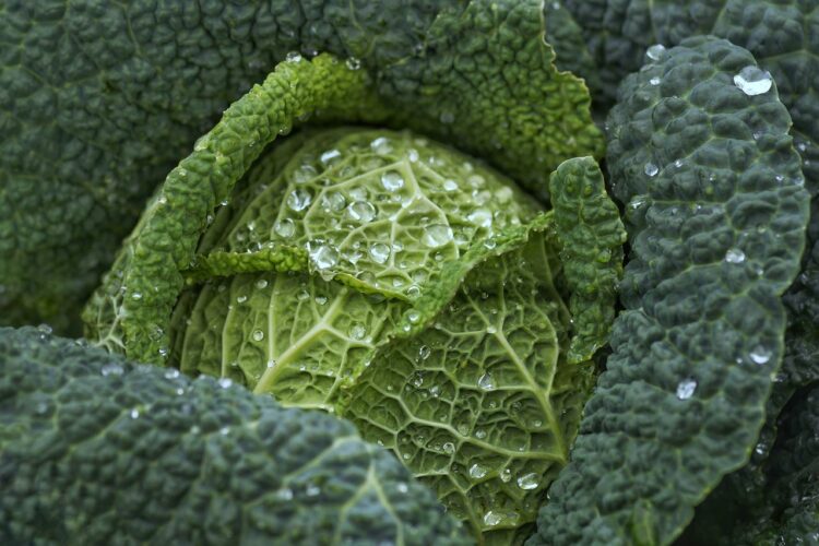 Ile kcal ma kapusta? | kapusta kcal
