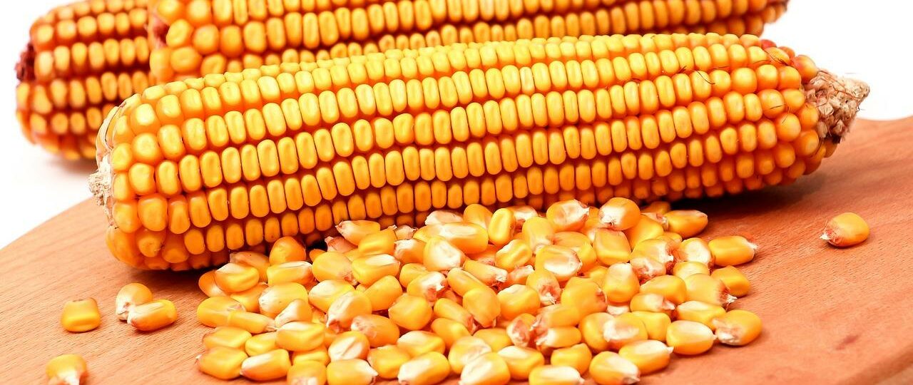 Ile kcal ma kolba kukurydzy? | kolba kukurydzy kcal
