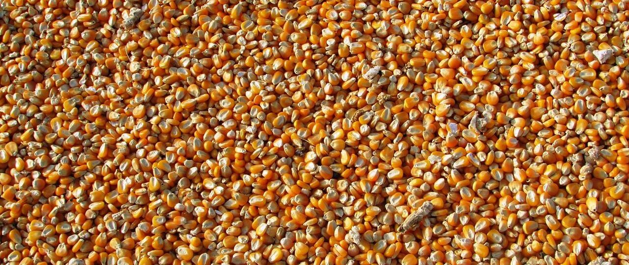 Ile kcal ma kukurydza? | kukurydza kcal