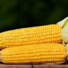 Ile kcal ma kukurydza w kolbie? | kukurydza w kolbie kcal