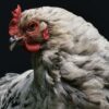 Ile kcal ma kurczak? | kurczak kcal