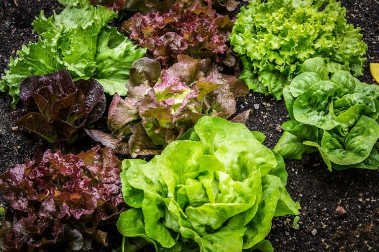 Ile kcal ma liść sałaty? | liść sałaty kcal