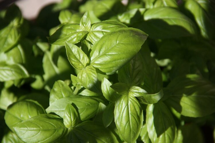 Ile kcal ma makaron z pesto? | makaron z pesto kcal