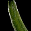 Ile kcal ma ogórek korniszony? | ogórek korniszony kcal