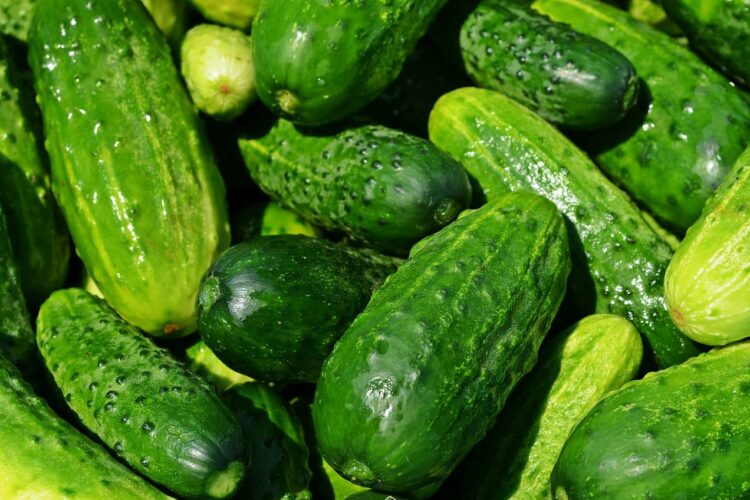Ile kcal ma ogórek zielony? | ogórek zielony kcal