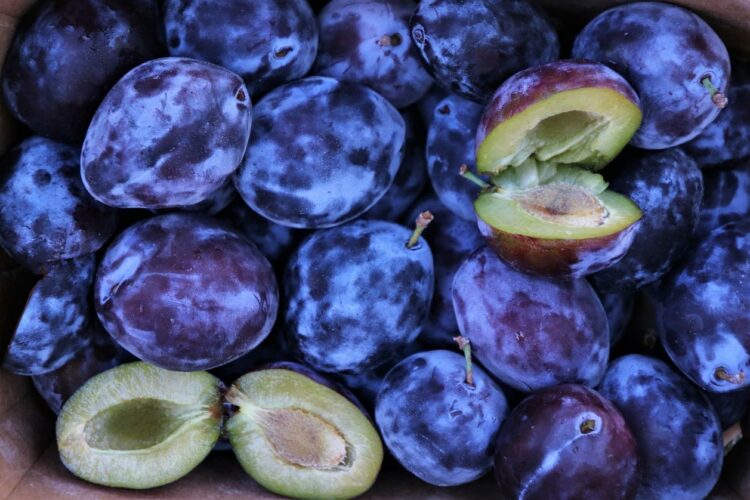 Ile kcal ma świeża śliwka? | świeża śliwka kcal