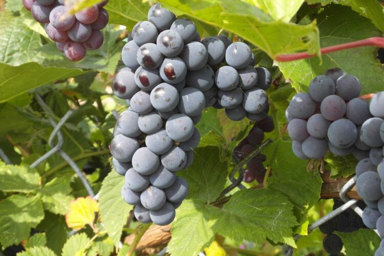Ile kcal ma winogrono ciemne? | winogrono ciemne kcal