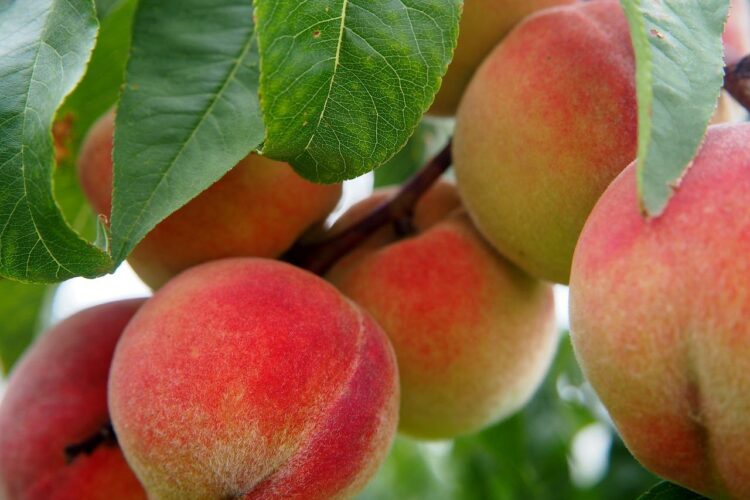 Ile kcal mają brzoskwinie? | brzoskwinie kcal