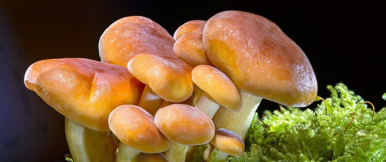 Ile kcal mają grzyby leśne? | grzyby leśne kcal