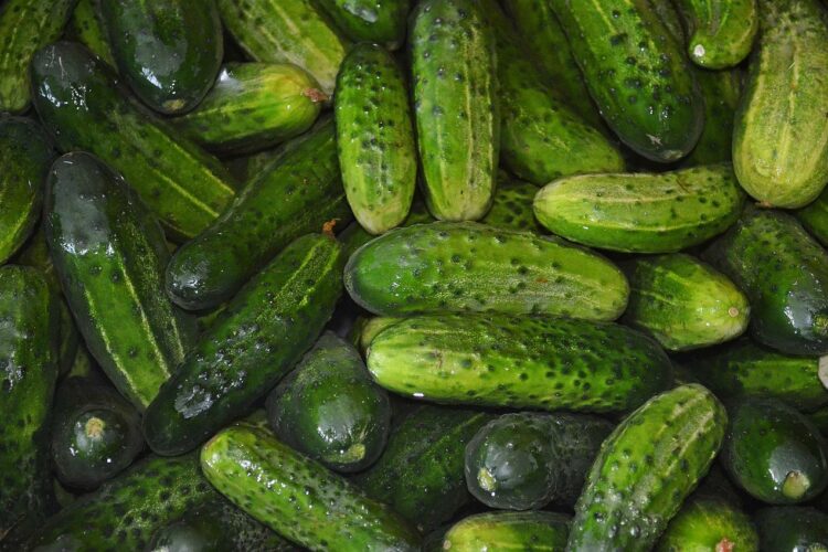 Ile kcal maja ogorki malosolne? | ogorki malosolne kcal