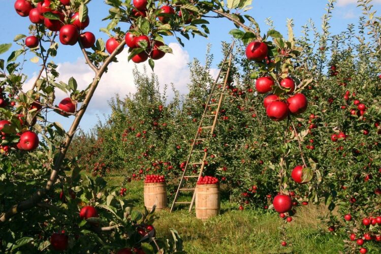 Ile kcal mają owoce? | owoce kcal